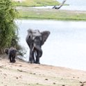 BWA NW Chobe 2016DEC04 NP 072 : 2016, 2016 - African Adventures, Africa, Botswana, Chobe National Park, Date, December, Month, Northwest, Places, Southern, Trips, Year